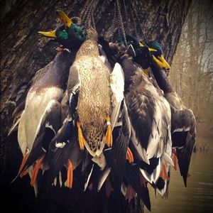 Meet your Posher, Brady